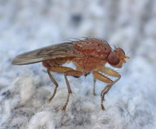 Suillia gigantea